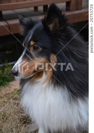 Sheltie Sheltie 20753729