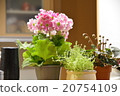 花 20754109
