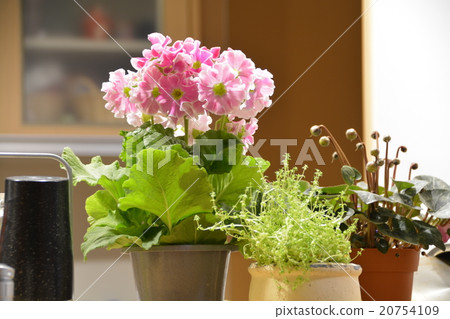 花 花 20754109
