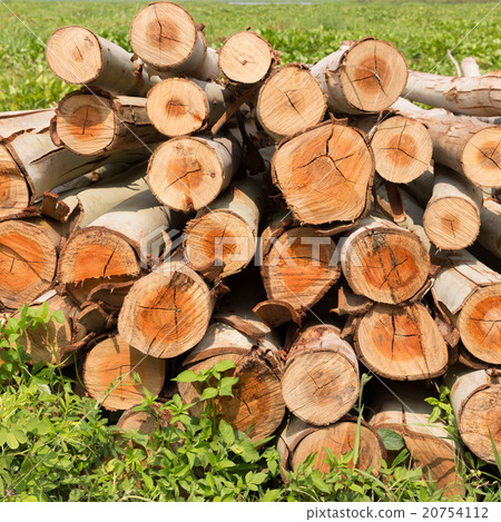 Eucalyptus tree, Pile of wood logs for industry Eucalyptus tree, Pile of wood logs for industry 20754112