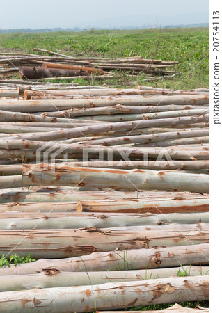 Eucalyptus tree, Pile of wood logs for industry Eucalyptus tree, Pile of wood logs for industry 20754113