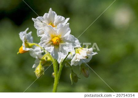 flowers on the white background 20754354