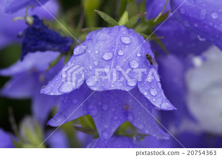 flowers on the white background 20754363
