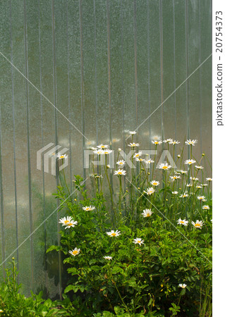 flowers on the white background 20754373