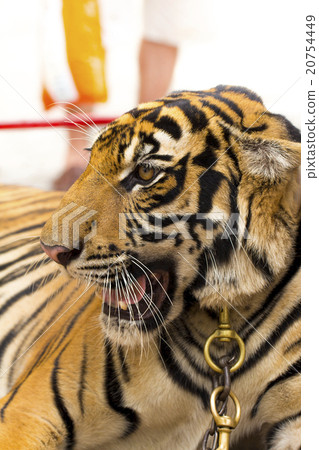 tiger on the white background 20754449