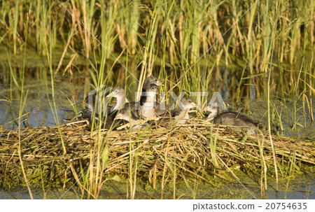Waterhen Babies 20754635