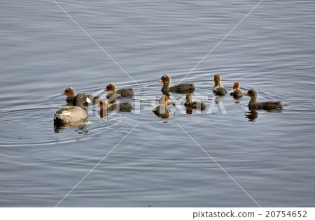 Waterhen Babies 20754652