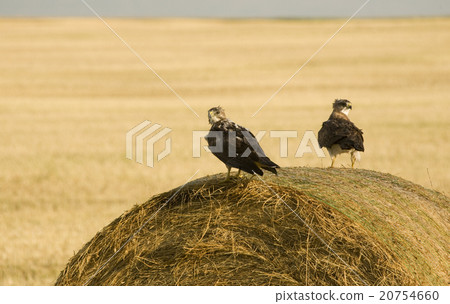 Swainson Hawks on Hay Bale 20754660