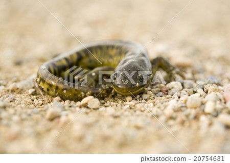 Close up Tiger Salamander 20754681