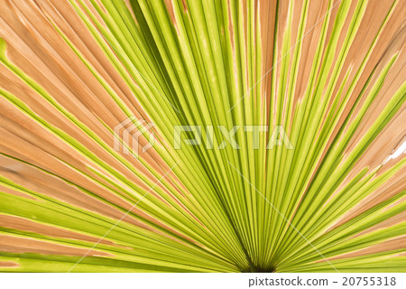 Lines and textures of Green Palm leaves 20755318