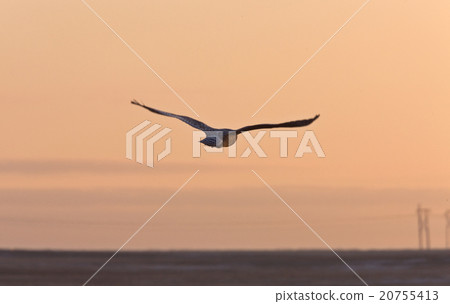 Snowy Owl in Flight sunset Snowy Owl in Flight sunset 20755413
