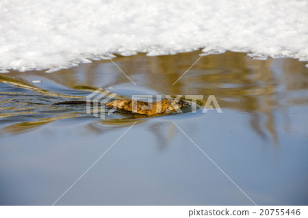 Musk Rat on Northern River 20755446