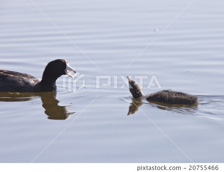 Coot Waterhen Babies 20755466
