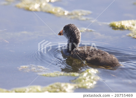 Coot Waterhen Babies 20755469