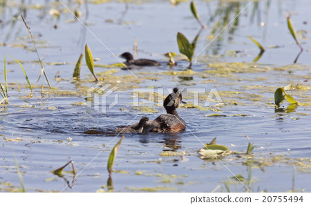 Grebe with Babies Grebe with Babies 20755494