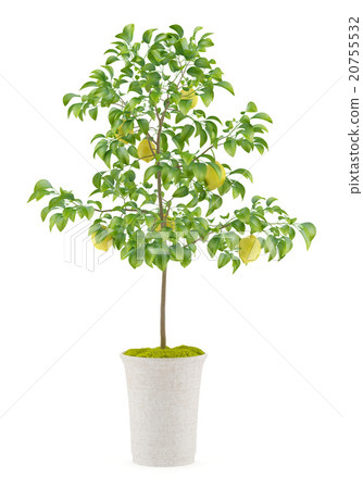 potted lemon tree isolated on white background potted lemon tree isolated on white background 20755532