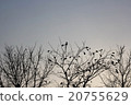 Silhouette branches of tree at sunset. 20755629