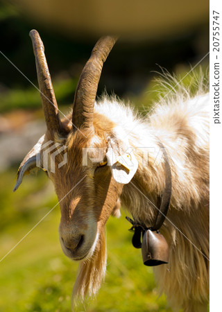 Mountain Goat with horns - Italy Mountain Goat with horns - Italy 20755747