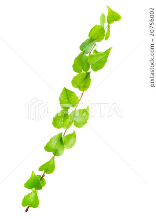 beautiful green twig of straight ivy is isolated beautiful green twig of straight ivy is isolated 20756002