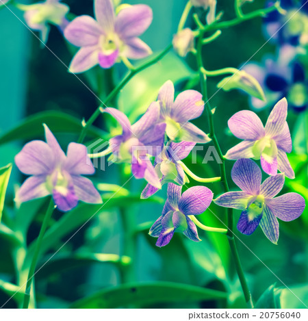 beautiful blooming branches of orchid dendrobium beautiful blooming branches of orchid dendrobium 20756040