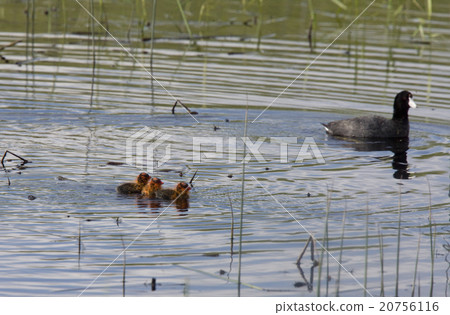 Coot or Waterhen with babies Coot or Waterhen with babies 20756116