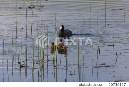 Coot or Waterhen with babies Coot or Waterhen with babies 20756117