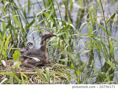 Horned Grebe and babies Horned Grebe and babies 20756171