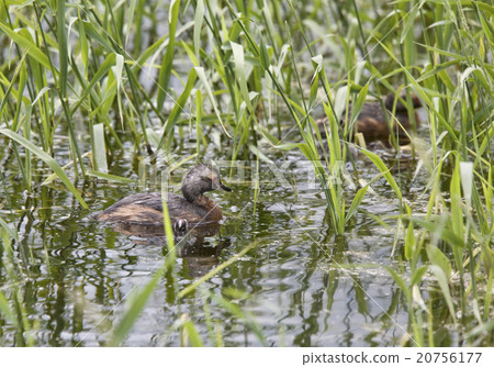 Horned Grebe and babies Horned Grebe and babies 20756177