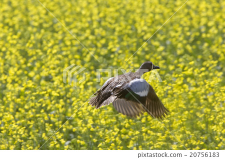 Pintail Duck in Flight Pintail Duck in Flight 20756183