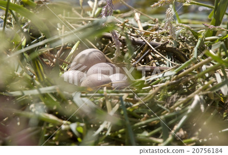 Horned Grebe Eggs Horned Grebe Eggs 20756184
