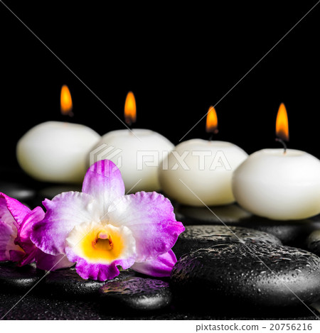 spa still life of purple orchid dendrobium spa still life of purple orchid dendrobium 20756216