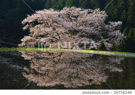 各種各樣的樹櫻花在早晨太陽的 20756246