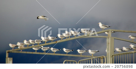 Many seagulls flying 20756898