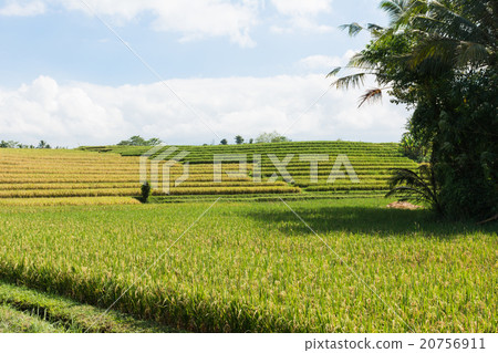Rice cultivation on Bali, Indonesia 20756911