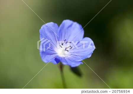 Nemophila 20756934