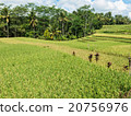 Rice cultivation on Bali, Indonesia 20756976
