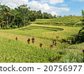 Rice cultivation on Bali, Indonesia 20756977
