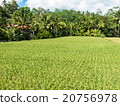 Rice cultivation on Bali, Indonesia 20756978