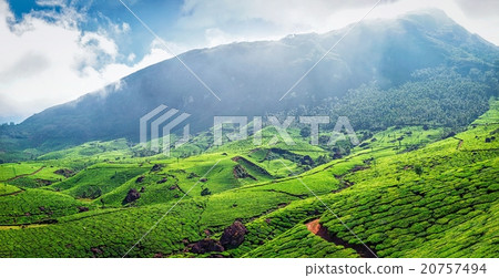 Panorama of green tea plantations 20757494