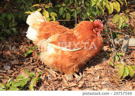 Chicken chicken 20757589