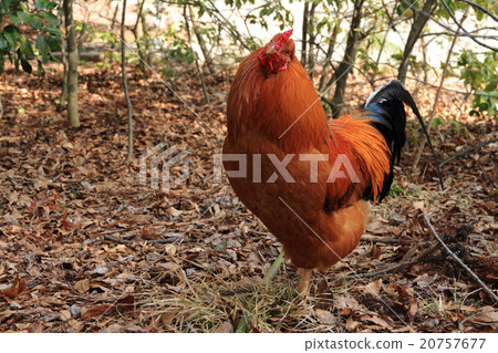 Chicken chicken 20757677