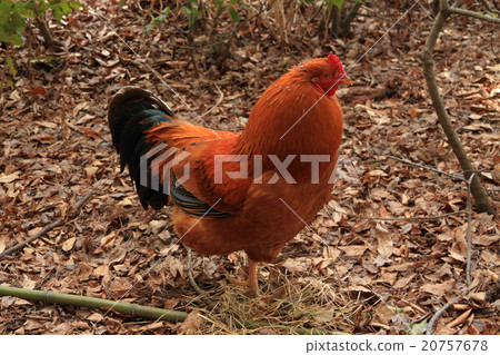 Chicken chicken 20757678