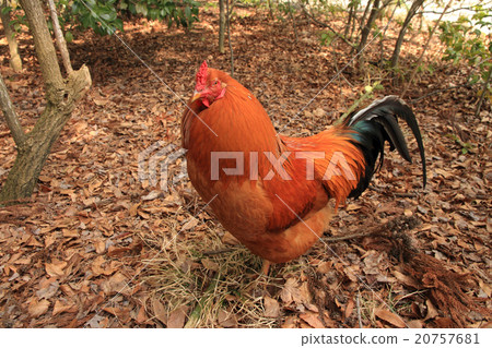 Chicken chicken 20757681