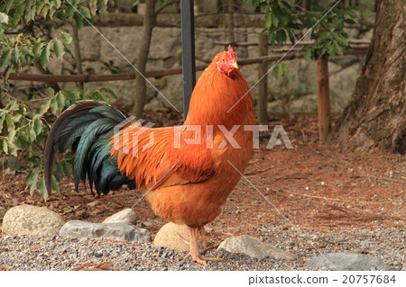 Chicken chicken Chicken chicken 20757684