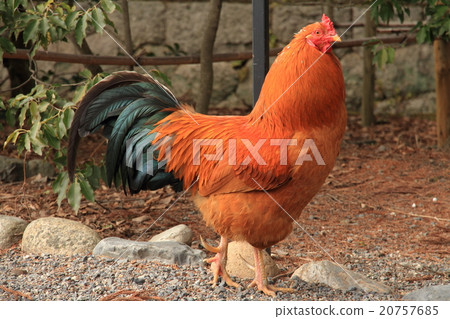 Chicken chicken 20757685