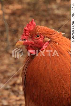 Chicken chicken 20757736