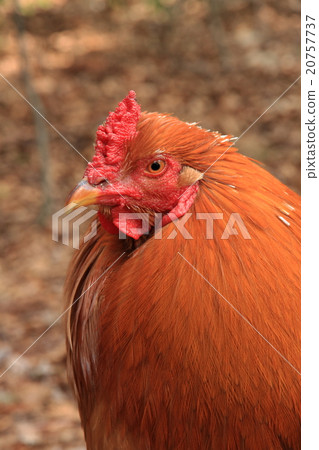 Chicken chicken 20757737