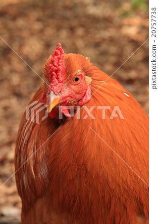 Chicken chicken 20757738