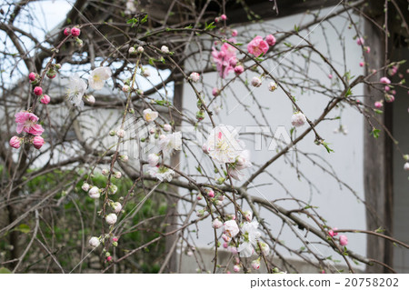 Genpea樹籬桃1 20758202