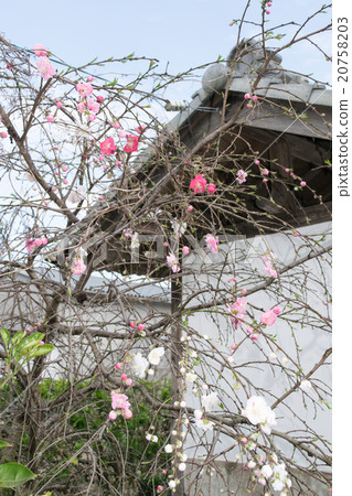 Genpea哭桃2 Genpea哭桃2 20758203